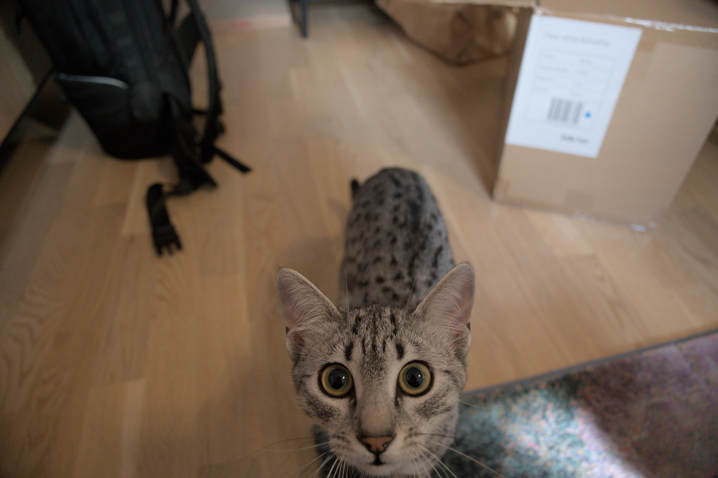 2025/10/12 - cats/DSC_0052.jpg